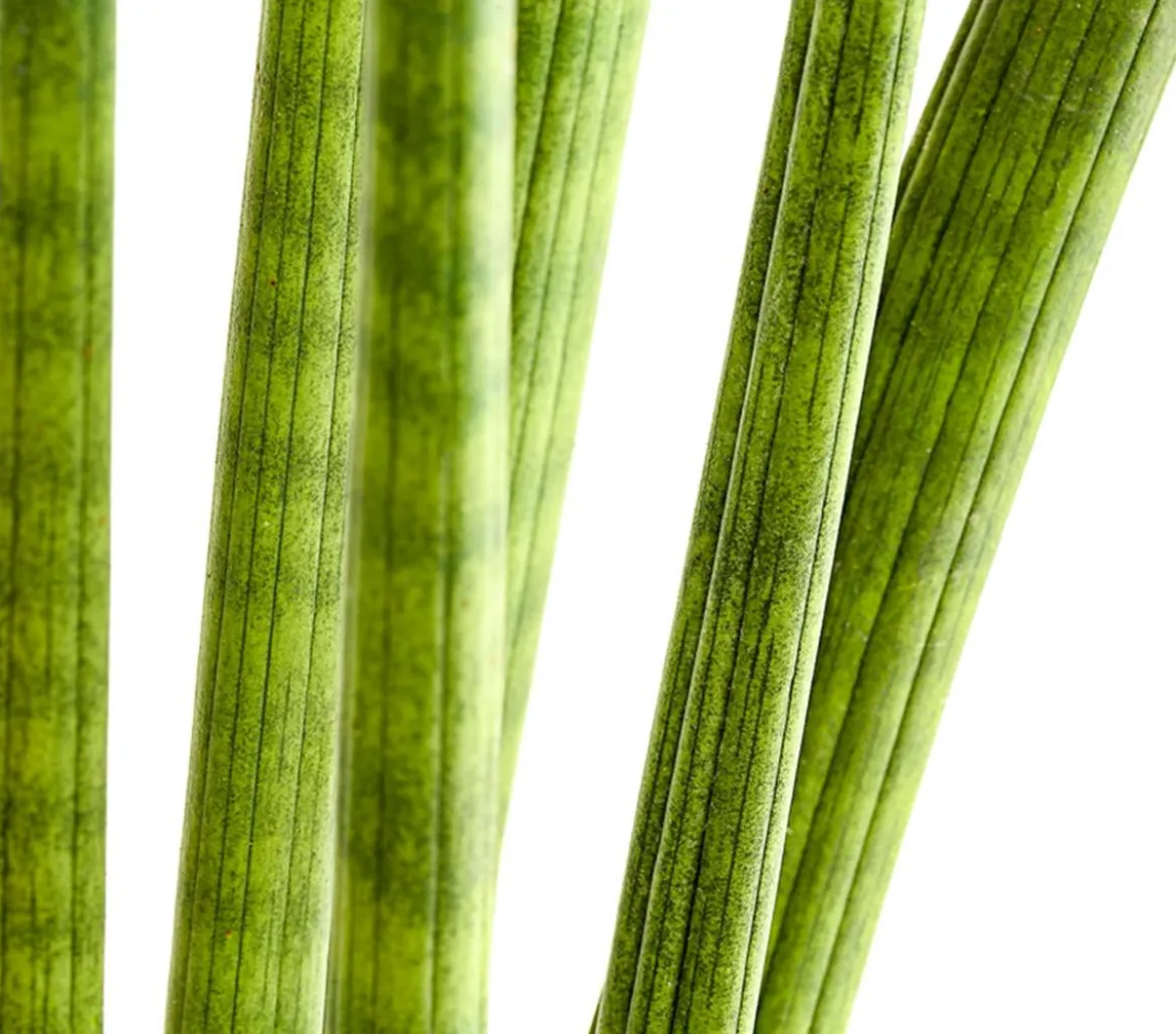 Bogenhanf - Sansevieria cylindrica 'Straight'