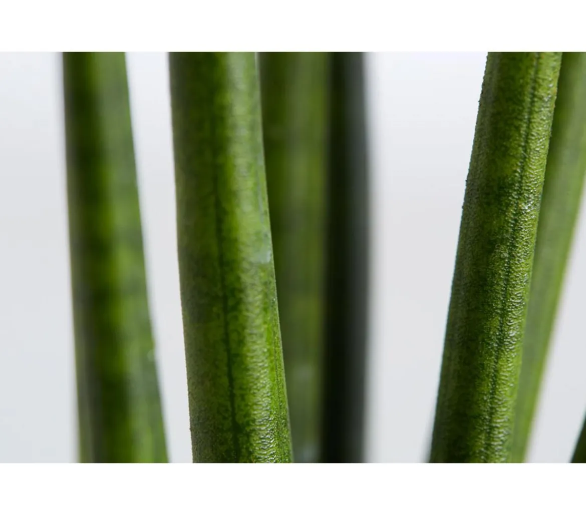 Bogenhanf - Sansevieria cylindrica 'Rocket'