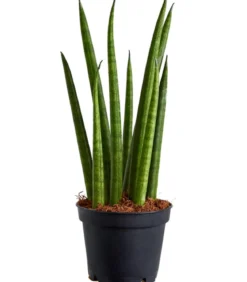 Bogenhanf - Sansevieria cylindrica 'Rocket'