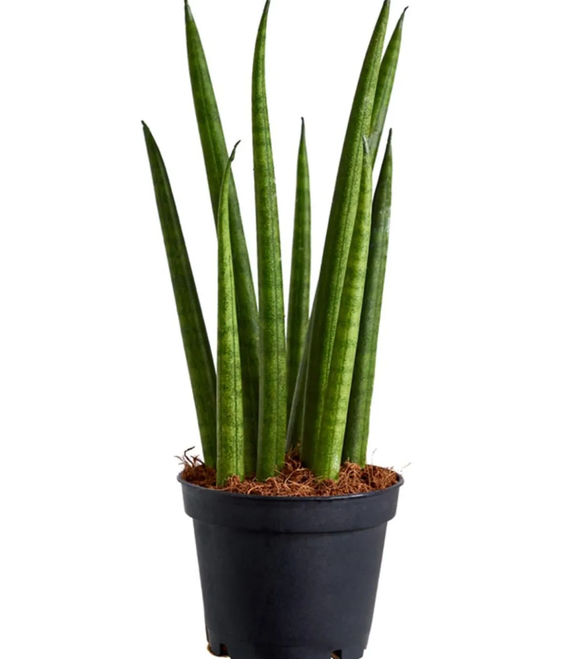 Bogenhanf - Sansevieria cylindrica 'Rocket'