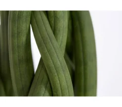 Bogenhanf - Sansevieria cylindrica, verschiedene Sorten