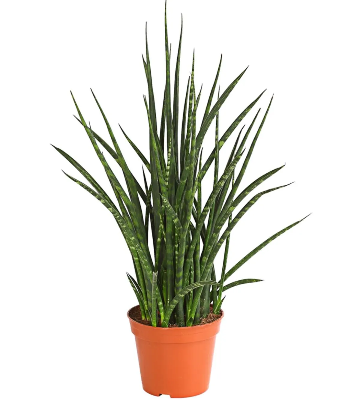 Bogenhanf - Sansevieria hybride 'Fernwood Punk'