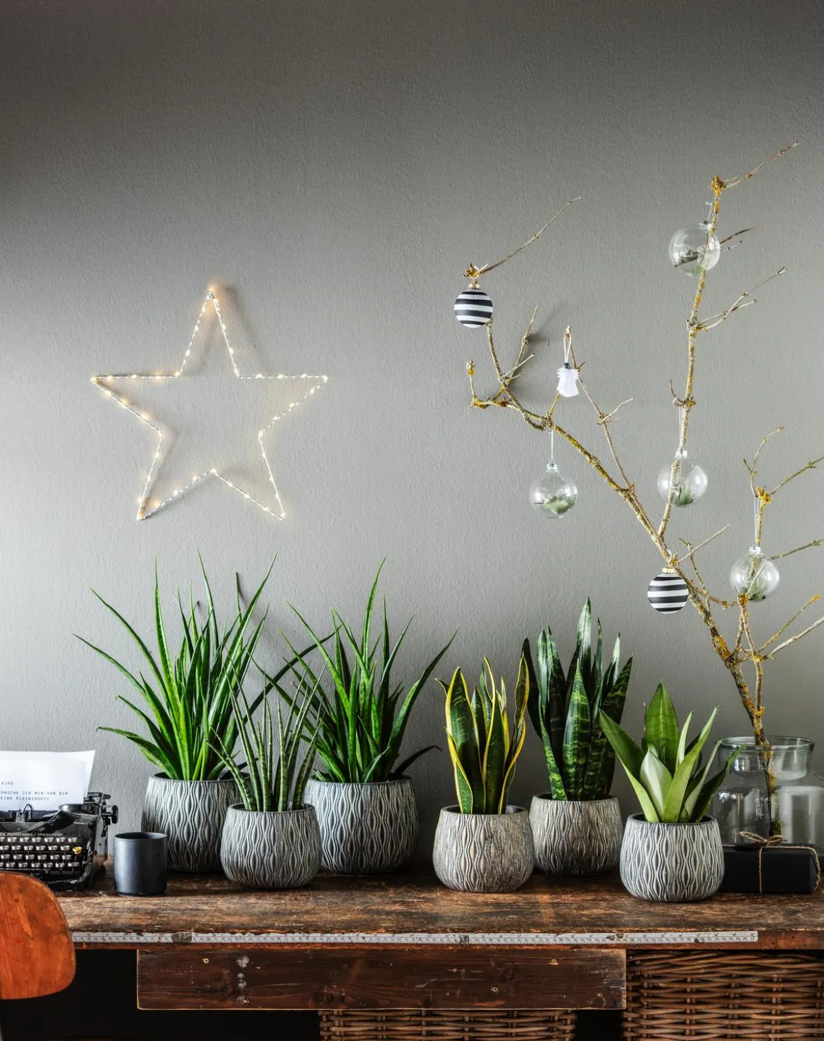 Bogenhanf - Sansevieria hybride 'Fernwood Punk'