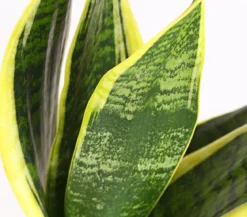 Bogenhanf - Sansevieria trifasciata