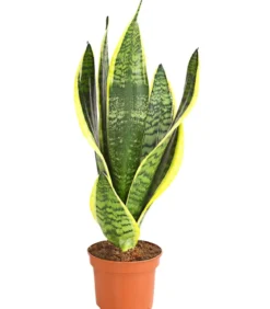 Bogenhanf - Sansevieria trifasciata