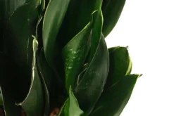 Bogenhanf - Sansevieria trifasciata 'Black Jade', Hydrokultur
