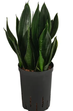 Bogenhanf - Sansevieria trifasciata 'Black Jade', Hydrokultur
