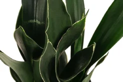 Bogenhanf - Sansevieria trifasciata 'Black Diamond', Hydrokultur