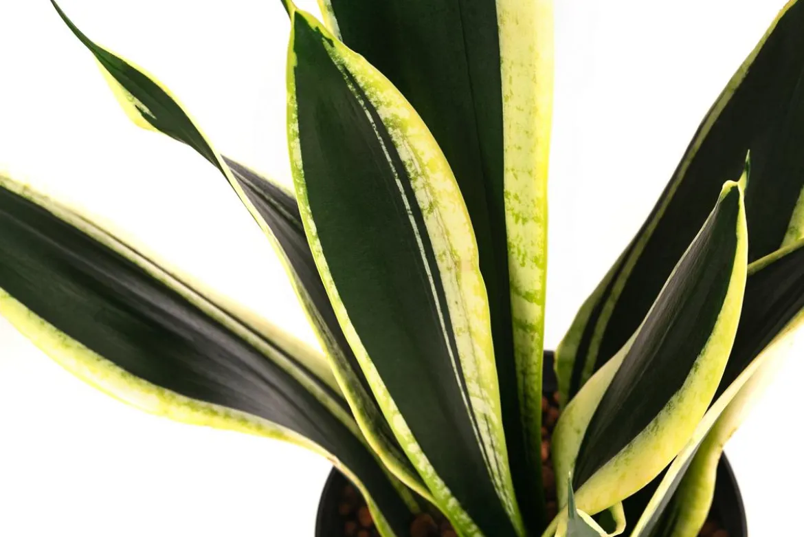 Bogenhanf - Sansevieria trifasciata 'Super Flame', Hydrokultur