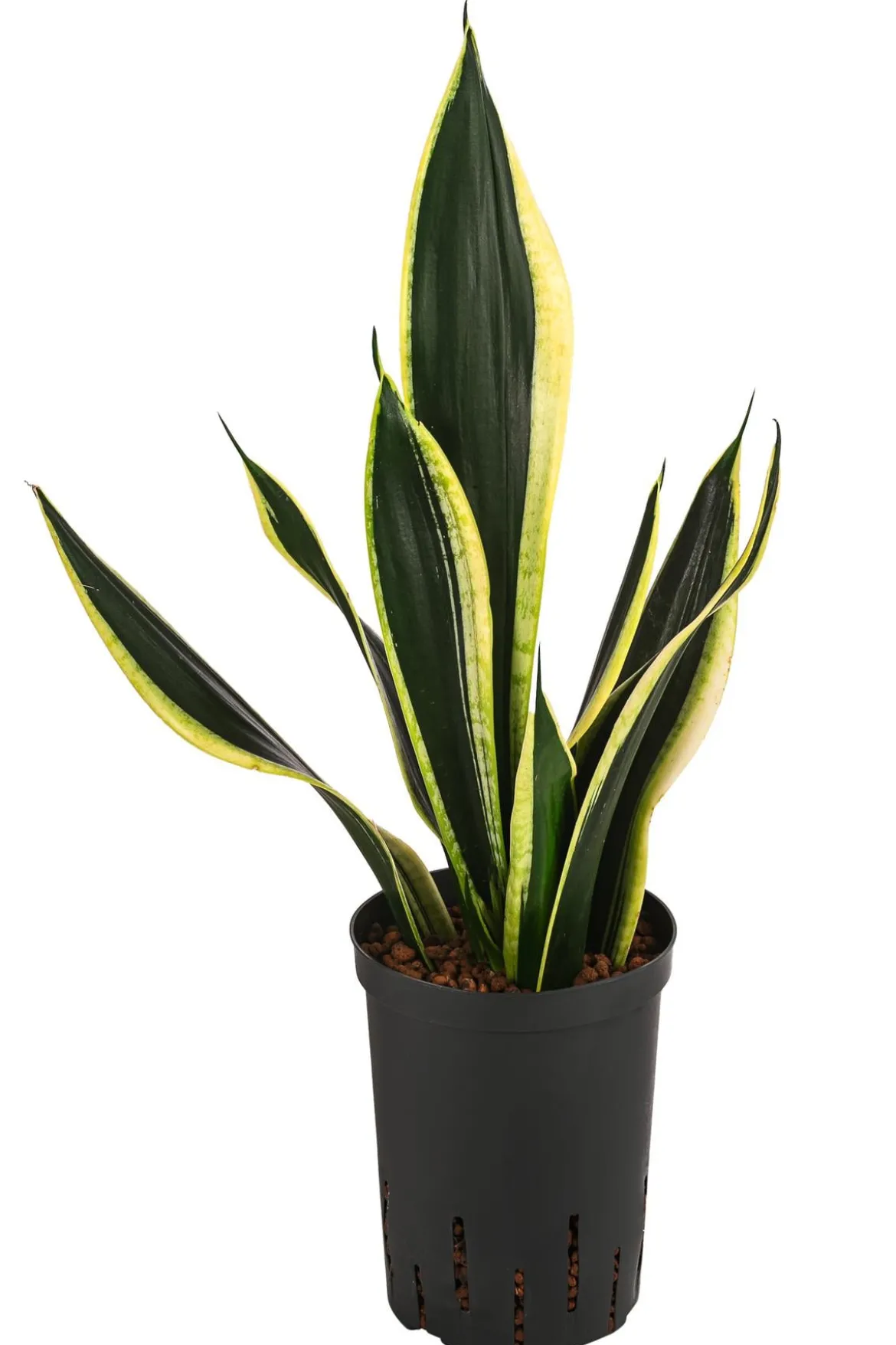 Bogenhanf - Sansevieria trifasciata 'Super Flame', Hydrokultur