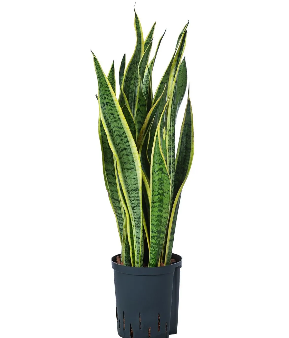 Bogenhanf - Sansevieria trifasciata var. laurentii, Hydrokultur