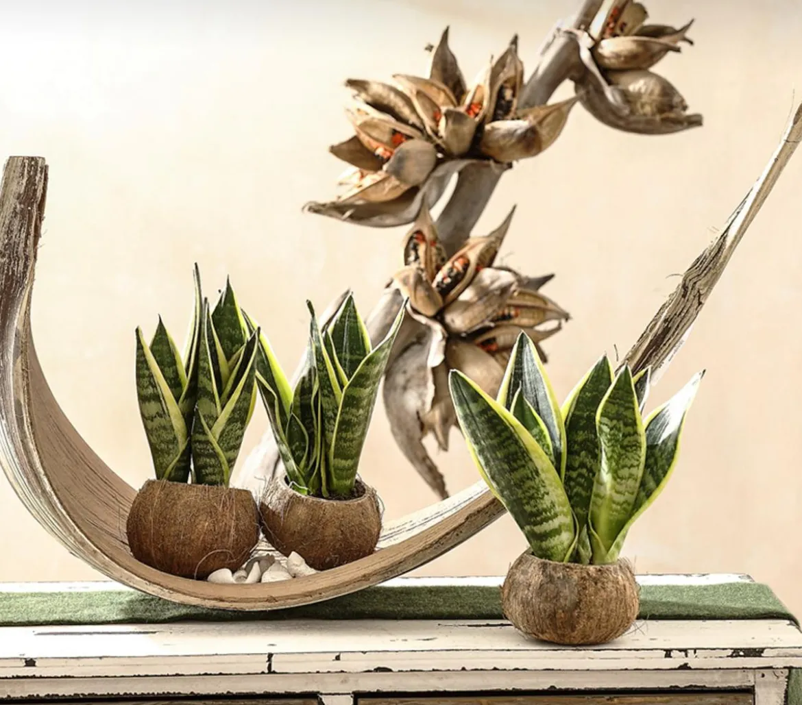 Bogenhanf - Sansevieria trifasciata, 3er-Set