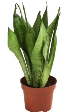 Bogenhanf - Sansevieria trifasciata 'Moonshine'