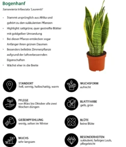 Bogenhanf - Sansevieria trifasciata var. laurentii