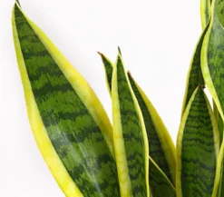 Bogenhanf - Sansevieria trifasciata var. laurentii