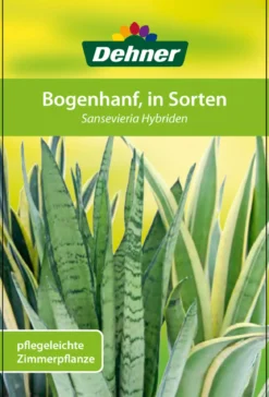 Bogenhanf - Sansevieria zeylanica