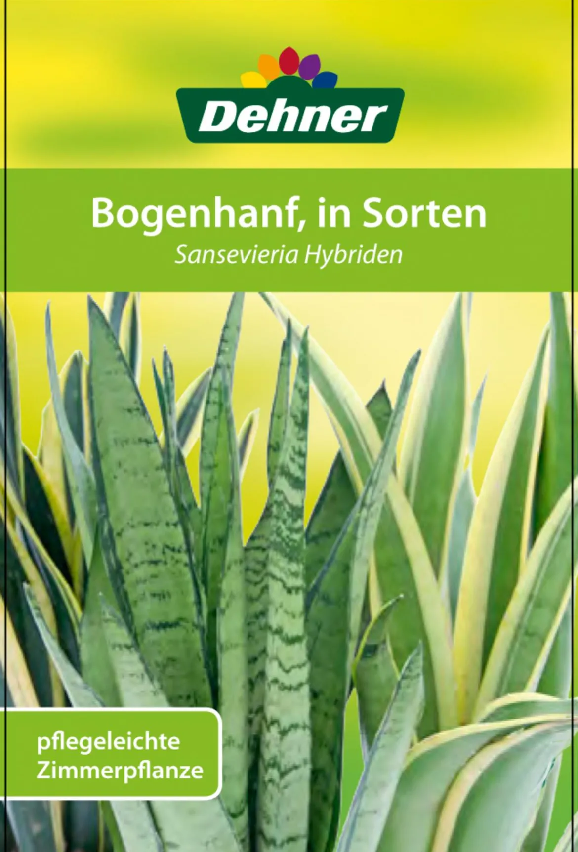 Bogenhanf - Sansevieria zeylanica