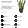 Bogenhanf-Set - Sansevieria cylindrica, 3-teilig