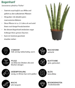 Bogenhanf-Set - Sansevieria cylindrica, 3-teilig