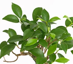 Bonsai Chinesischer Feigenbaum - Ficus retusa