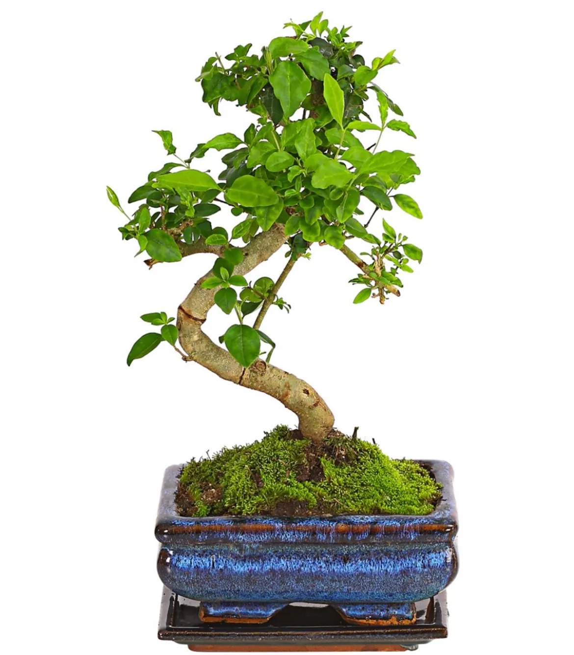 Bonsai Chinesischer Liguster - Ligustrum sinensis, Anfänger-Set