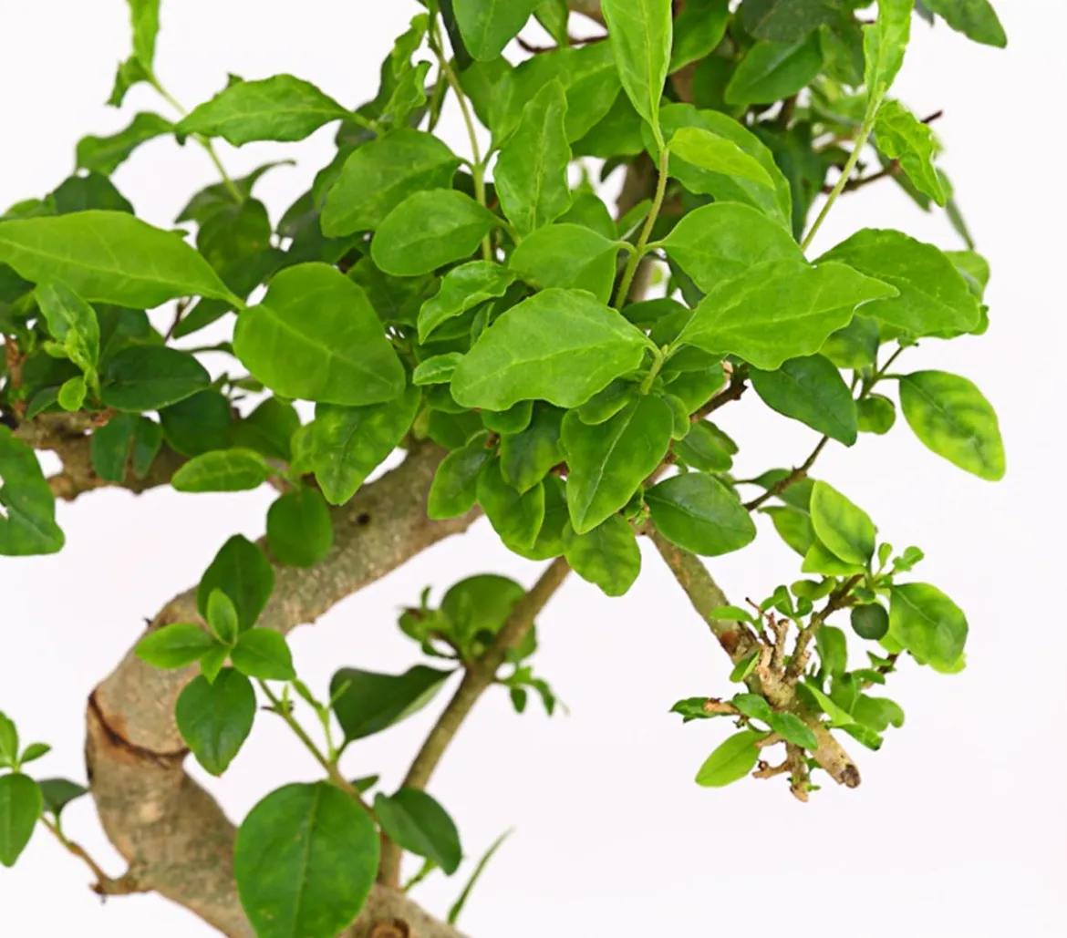 Bonsai Chinesischer Liguster - Ligustrum sinensis, Anfänger-Set