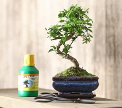 Bonsai Chinesischer Liguster - Ligustrum sinensis, Anfänger-Set