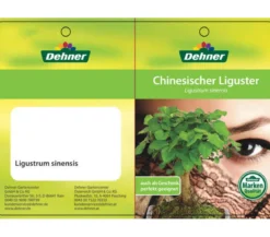 Bonsai Chinesischer Liguster - Ligustrum sinensis, kugelförmig, 6 Jahre