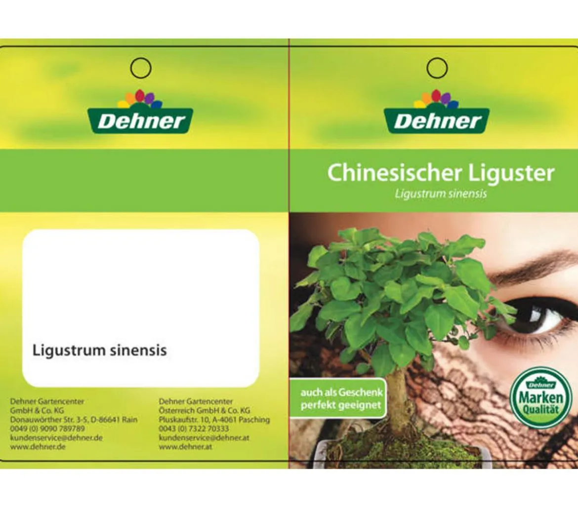 Bonsai Chinesischer Liguster - Ligustrum sinensis, kugelförmig, 6 Jahre