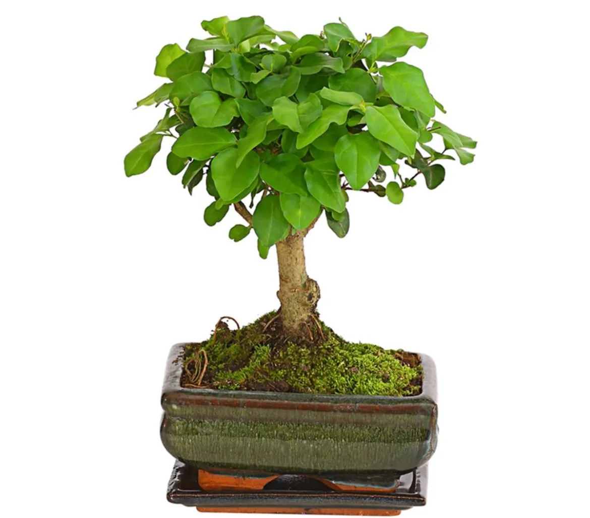 Bonsai Chinesischer Liguster - Ligustrum sinensis, kugelförmig, 6 Jahre