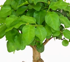 Bonsai Chinesischer Liguster - Ligustrum sinensis, kugelförmig, 6 Jahre