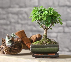 Bonsai Chinesischer Liguster - Ligustrum sinensis, kugelförmig, 6 Jahre