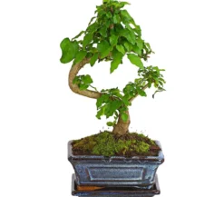 Bonsai Chinesischer Liguster - Ligustrum sinensis, 6 Jahre