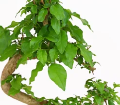 Bonsai Chinesischer Liguster - Ligustrum sinensis, 6 Jahre