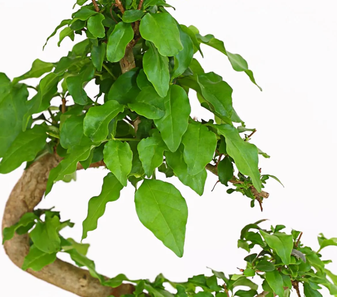 Bonsai Chinesischer Liguster - Ligustrum sinensis, 6 Jahre