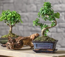 Bonsai Chinesischer Liguster - Ligustrum sinensis, 6 Jahre