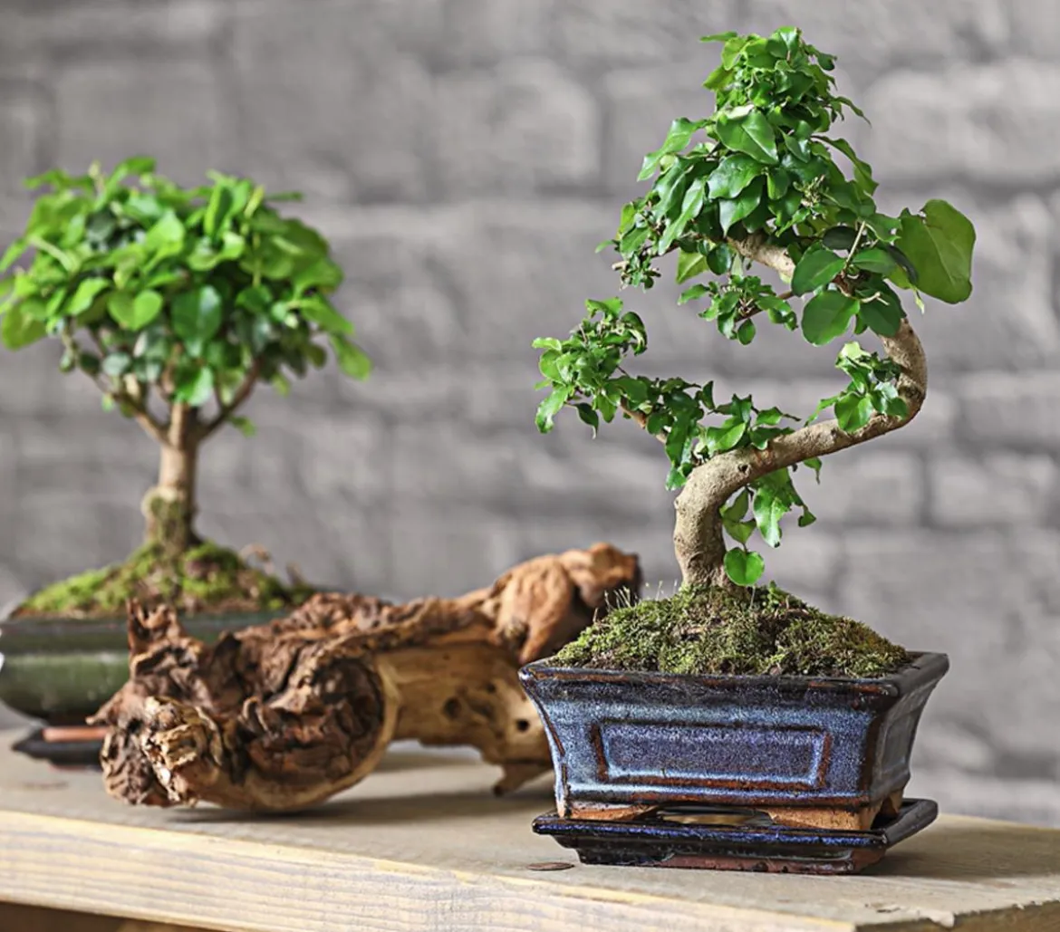 Bonsai Chinesischer Liguster - Ligustrum sinensis, 6 Jahre
