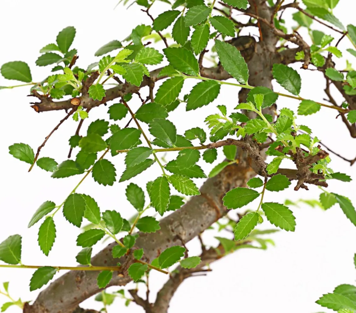 Bonsai Chinesische Ulme - Ulmus parviflora