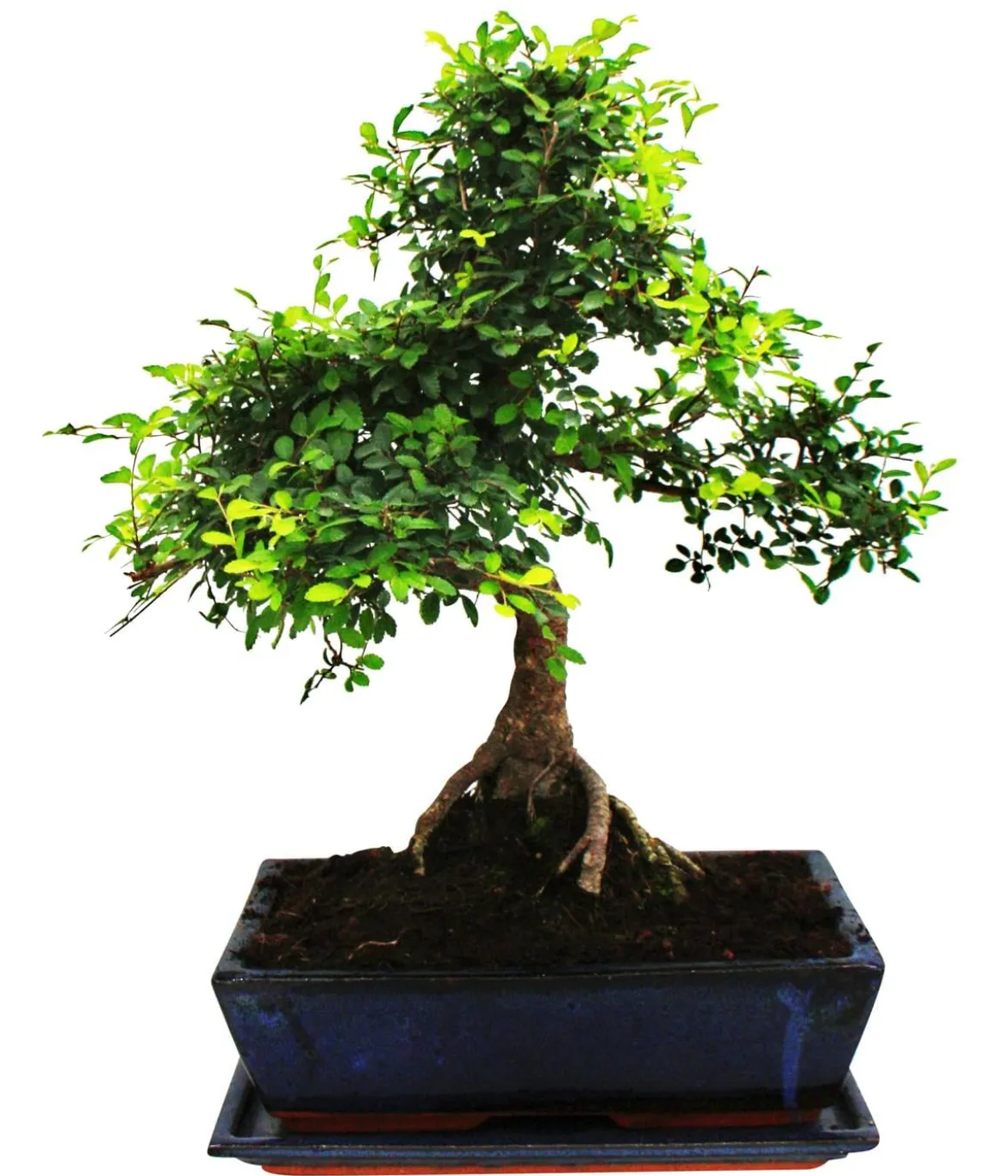 Bonsai Chinesische Ulme - Ulmus parviflora