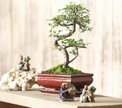 Bonsai Chinesische Ulme - Ulmus parviflora