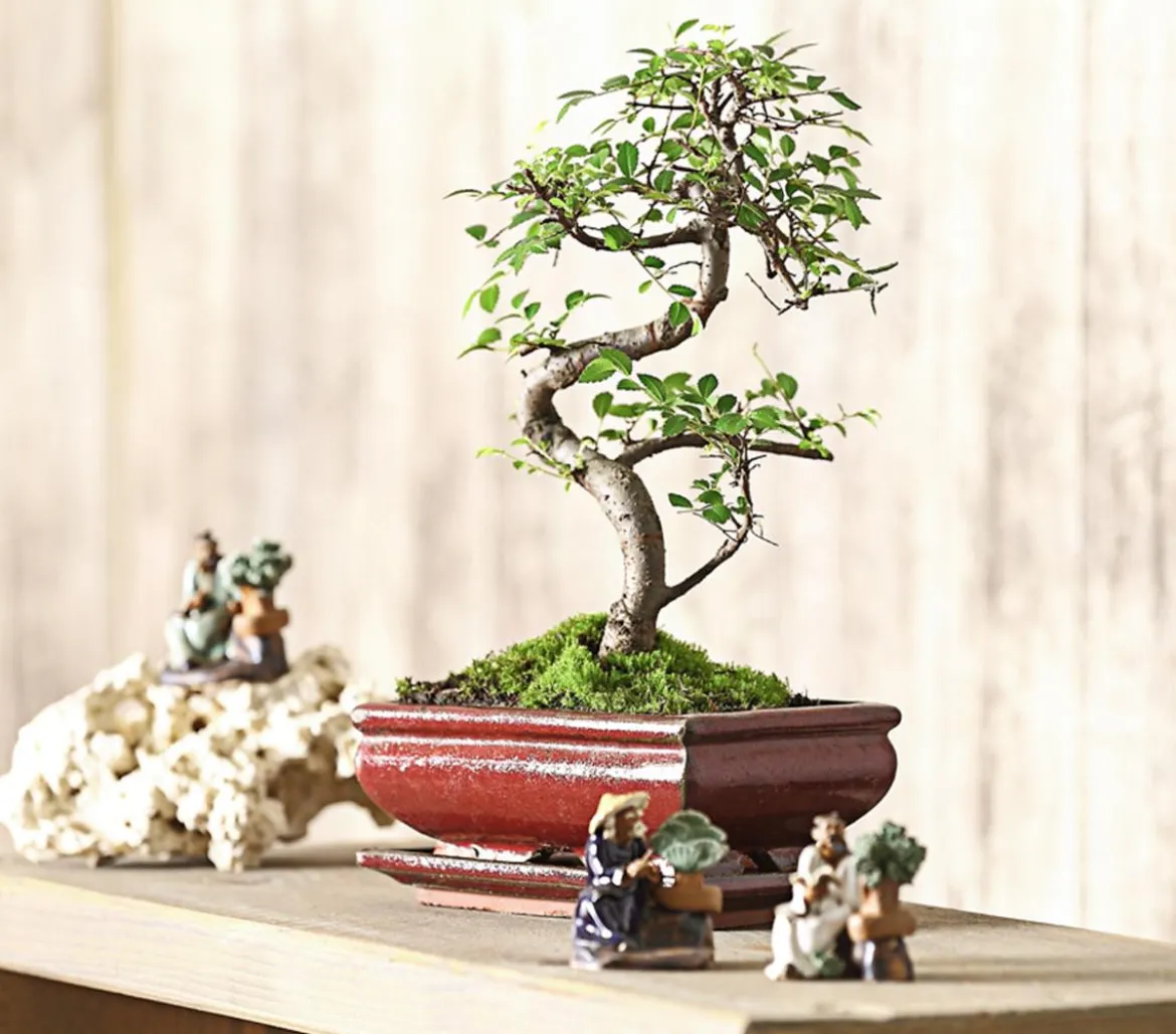 Bonsai Chinesische Ulme - Ulmus parviflora