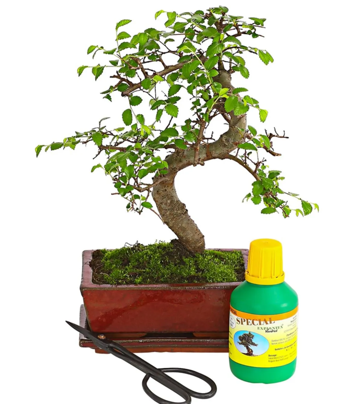 Bonsai Chinesische Ulme - Ulmus parviflora, Anfänger-Set