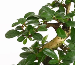 Bonsai Fukientee - Carmona microphylla, 8 Jahre