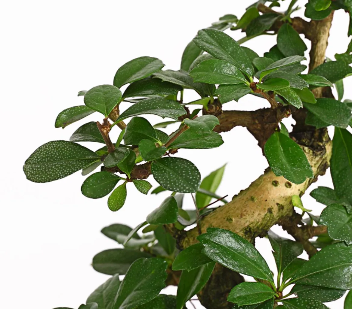 Bonsai Fukientee - Carmona microphylla, 8 Jahre