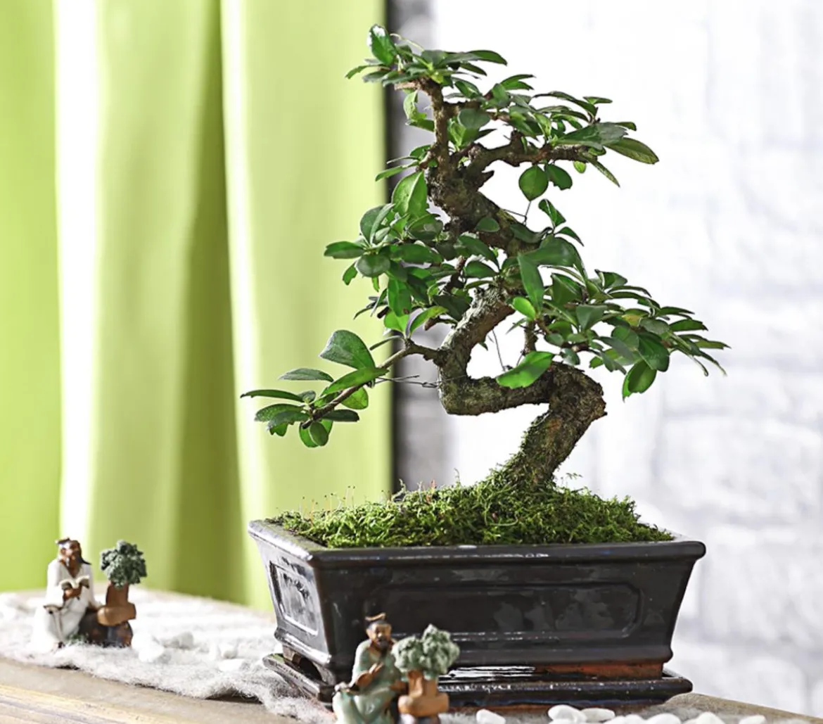 Bonsai Fukientee - Carmona microphylla, 8 Jahre