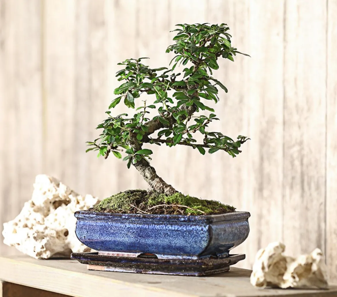 Bonsai Fukientee - Carmona microphylla, 10 Jahre