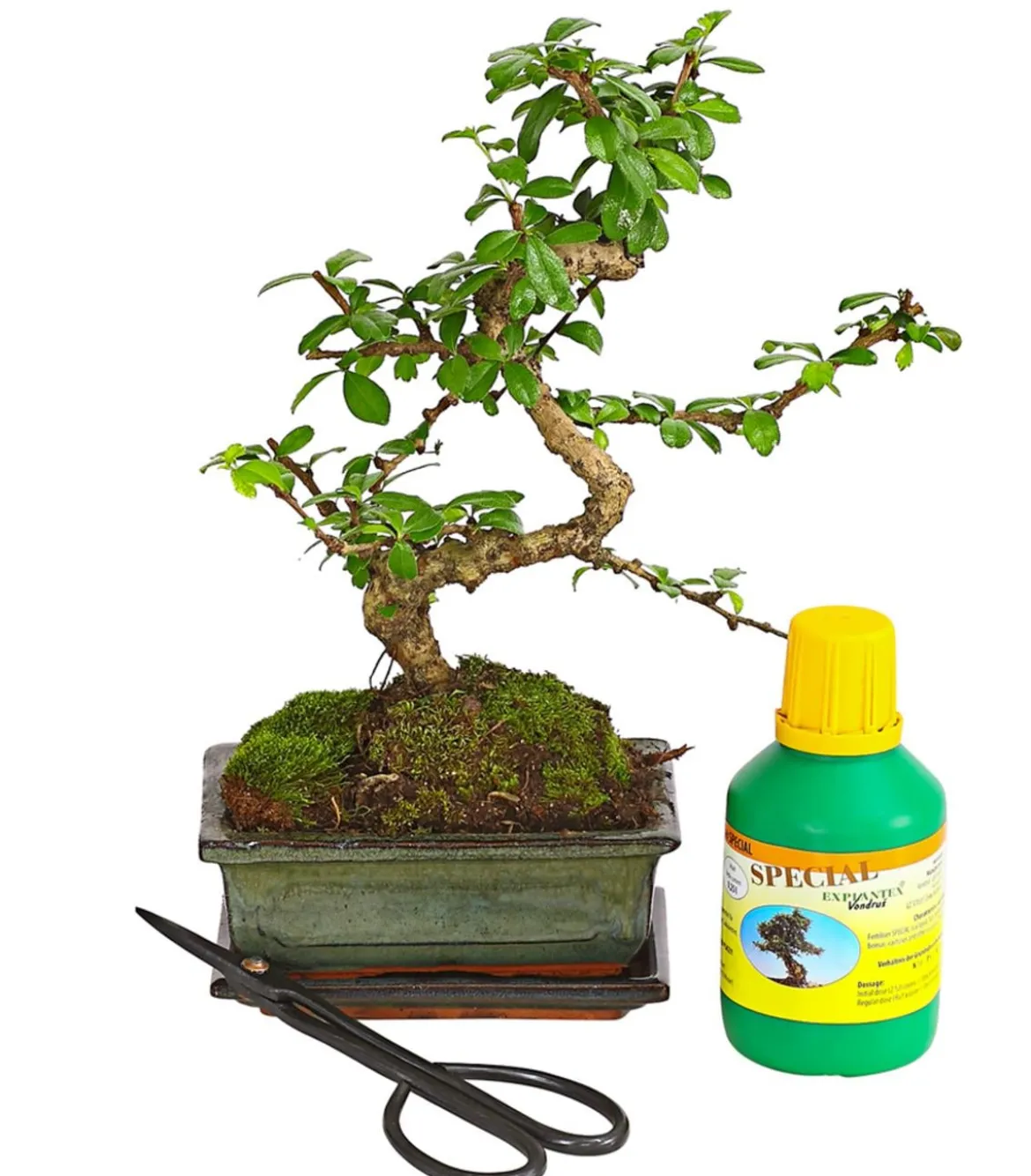 Bonsai Fukientee - Carmona microphylla, Anfänger-Set