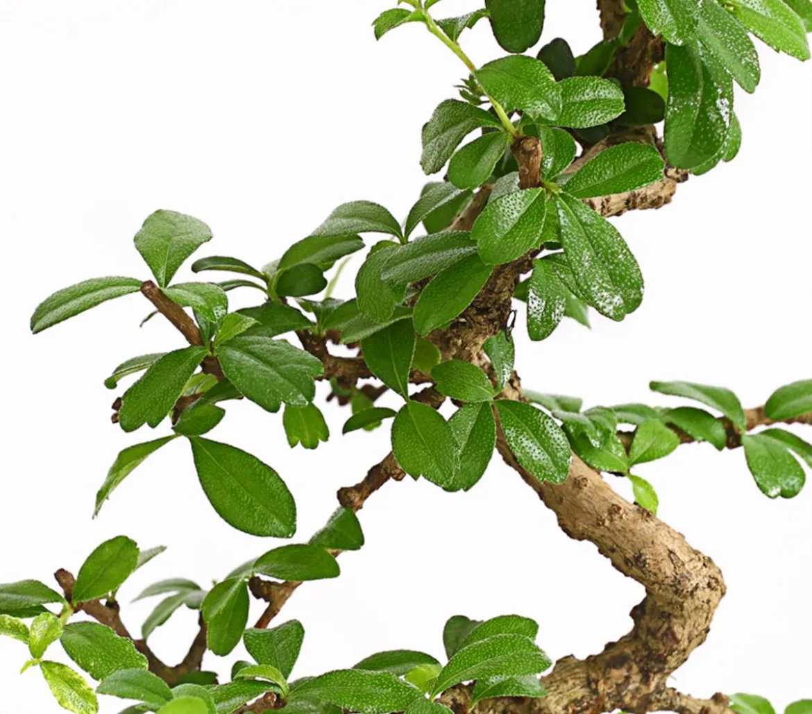Bonsai Fukientee - Carmona microphylla, Anfänger-Set