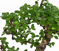 Bonsai Fukientee - Carmona microphylla, 12-15 Jahre