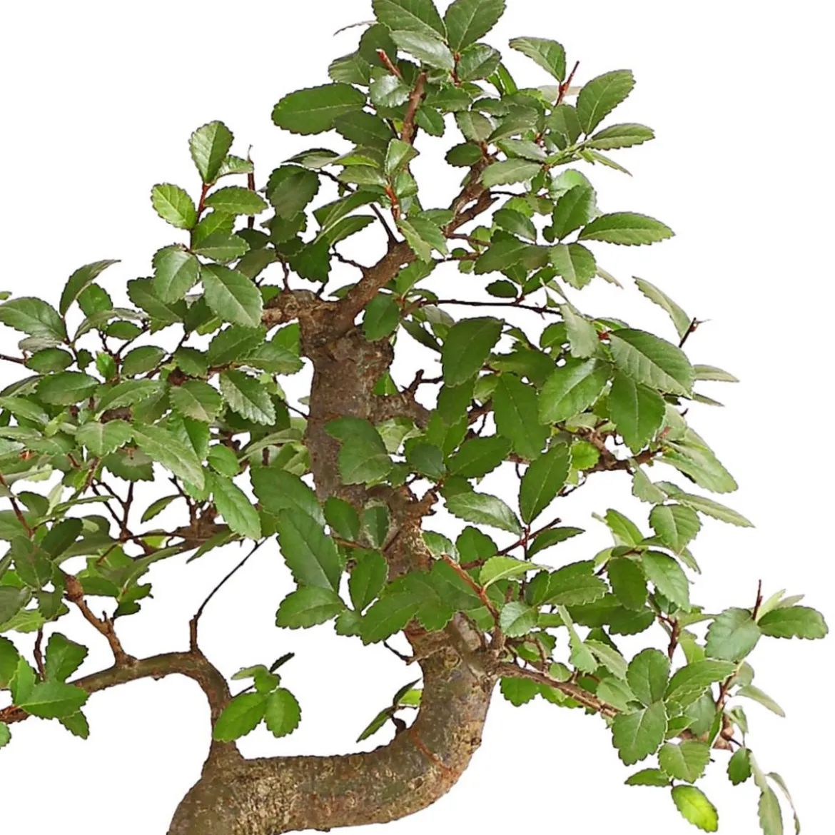 Bonsai Japanische Zelkove - Zelkova serrata